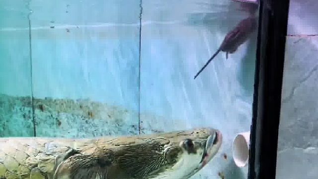 一口一个人人喊打的小日子