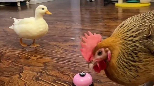 胜男：对，就这样宣传我