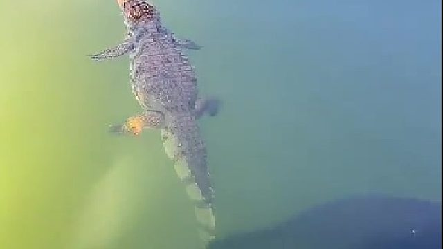 巨骨舌鱼遇上鳄鱼，都是狠角色