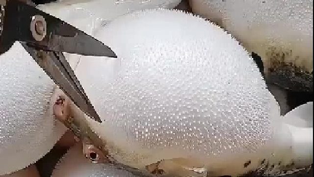 咧个怕不是有点痛