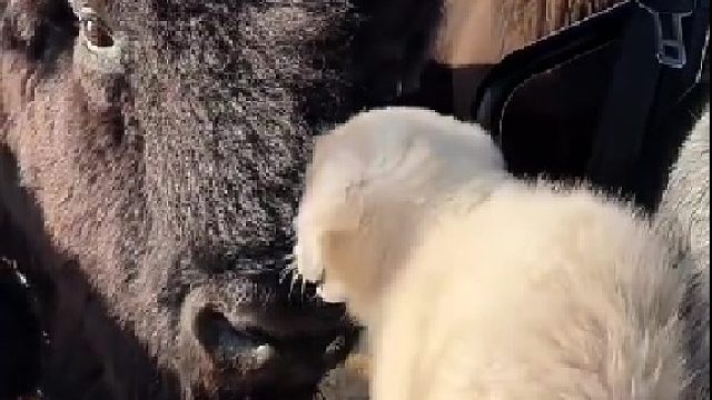 农场主买回一只金毛，野牛以为失宠了离家出走了