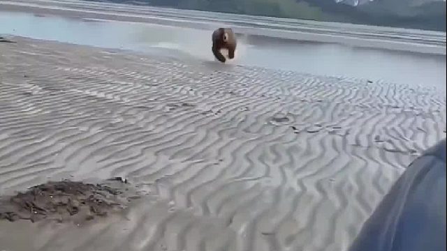 狭路相逢勇者胜，熊：这人看着不好惹 溜了溜了。