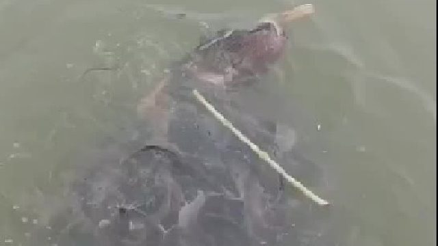 鸭子做梦也没想到居然被鱼吃了