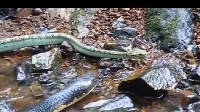 眼镜蛇捕食其它蛇