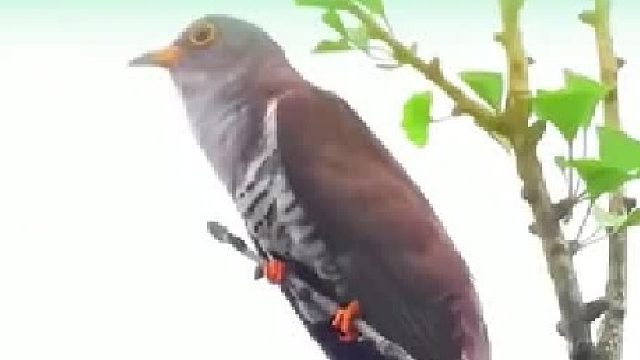 只闻其声不见其物的鸟原来长这样