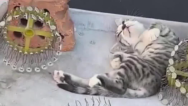 社牛猫摆烂，躺在陌生爷爷摊子上不肯走！