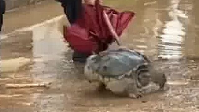 大雨过后 大哥发现路上有只乌龟 他好像不知道怎么抓