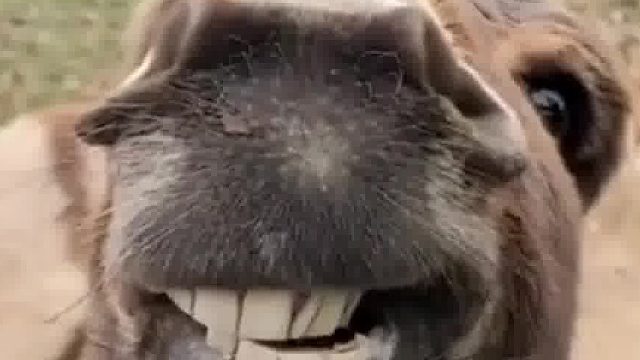 看一次笑一次，这头驴子为什么这么喜感啊