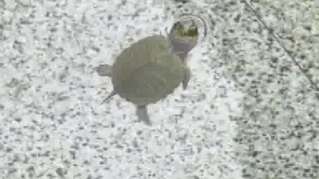 居然被一只小乌龟可爱到了，养小动物真的会让人心情变好