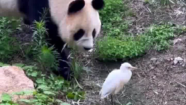 一只漂亮可爱的大美熊，雅郡遇到了一位新朋友，好奇的雅郡想和小鸟玩