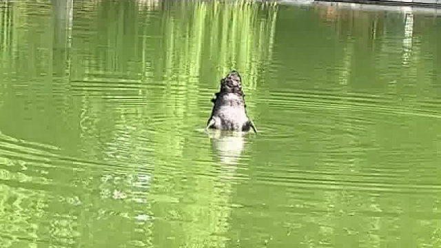 眼花了天鹅的屁股怎么变鳄鱼了