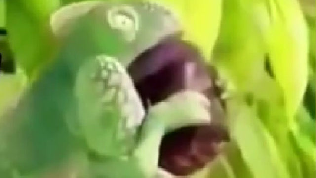 爬宠 搞笑动物 哈哈