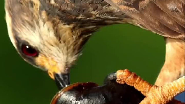 老鹰吃福寿螺！还懂得把螺肉旋转出来