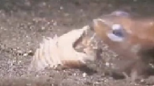 海底杀手：博比特虫。这种海底生物被称作“异形的原型”，你见过吗？