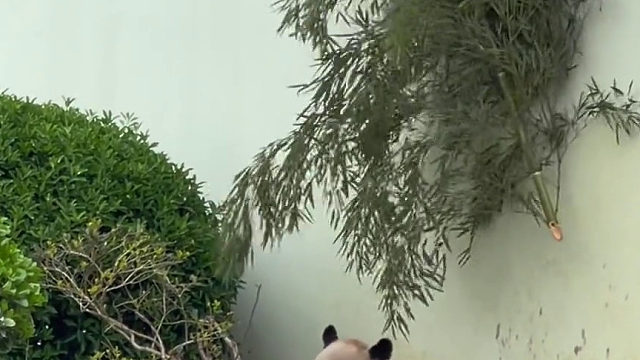 熊猫：你礼貌吗？