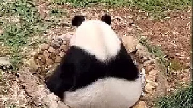 是个可爱的吨吨…