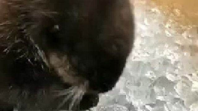 小海濑嘎吱嘎吱吃冰冰