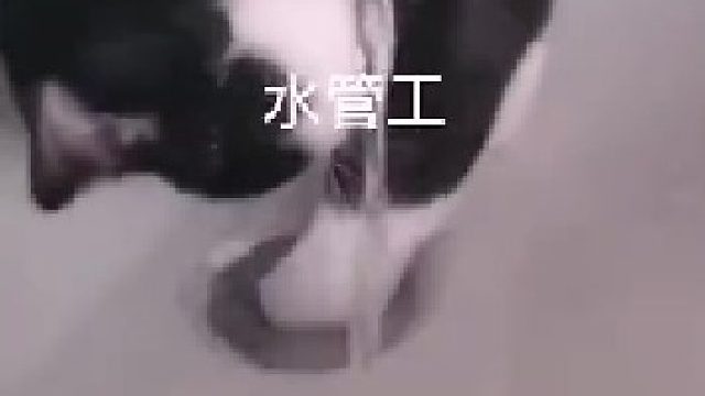 一只猫可以干多少活？