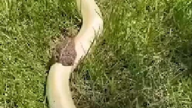 用一句话来描述这个场面