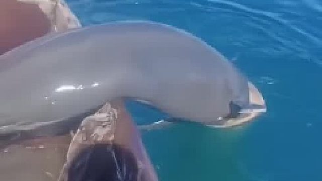 海豚进入网箱区死亡