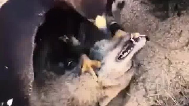 罕见拍下老鹰捕猎野狼一幕