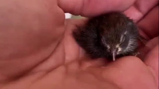 国外小哥养了一只鹌鹑，长大后颜值飙升，完美驾驭小哥给他打造的各种帽子