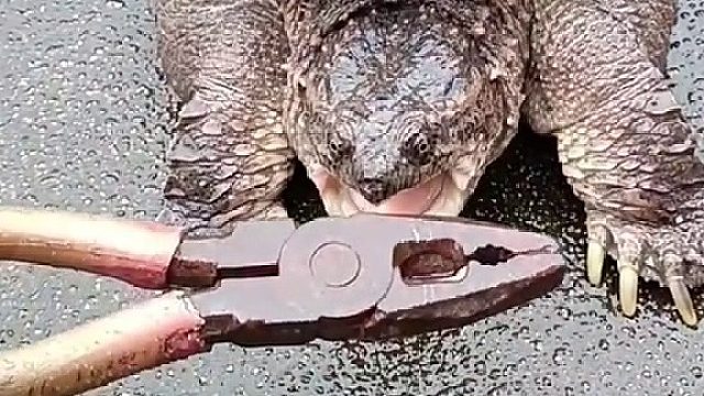 龟：你爷爷的，有钳就可以为所欲为吗？