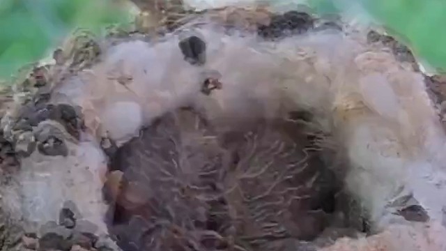 这比人类的宝宝厉害多了！！