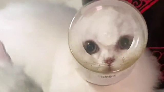 这就是小猫宇航员吧