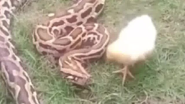 初生小鸡不怕蛇