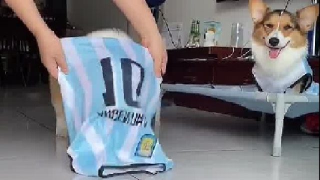 被一只小狗帅到