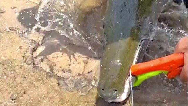 钓这货取钩最危险