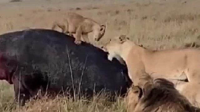 河马说_狮兄弟吃两口得了给我留点肉过些日子肉长出来欢迎你们再来。