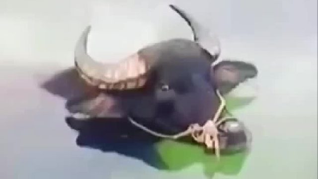 老牛闭眼溺水玩耍，没想到把自己玩没了