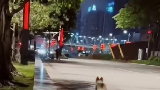 两只好朋友柯基会面，贴贴之后一起奔跑，原来也有友宝狗