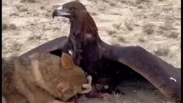 陆地杀手效狼，居然被空中刺客金雕秒杀