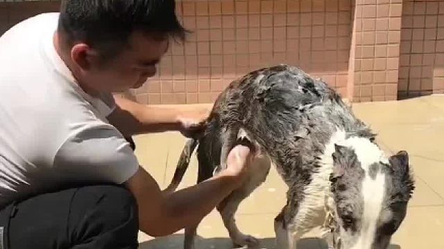 你家的狗子洗澡乖吗？