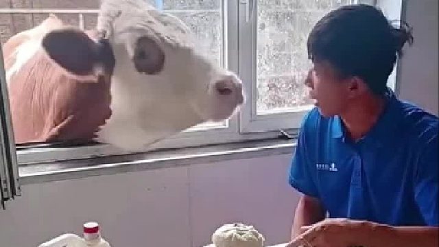 牛和羊也是吃荤的，真的