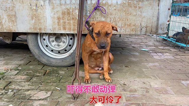 战斗到伤痕累累的比特，失去价值被卖狗肉车！吓得发抖！太可怜了