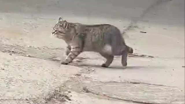 狩猎启动前喊口号