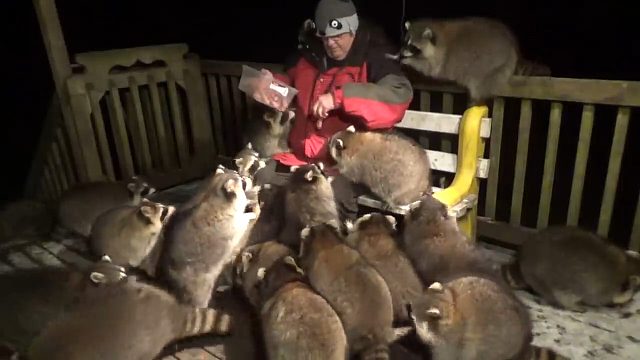 男子好心给小浣熊火腿肠，不料它把整个家族叫来，场面控制不住了