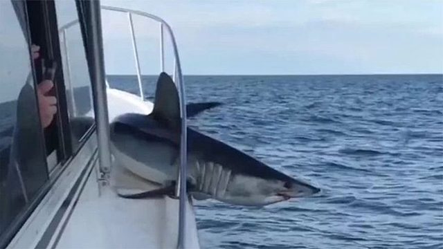 鲨鱼跳出海面攻击船只，结果被卡在栏杆上，镜头拍下尴尬画面