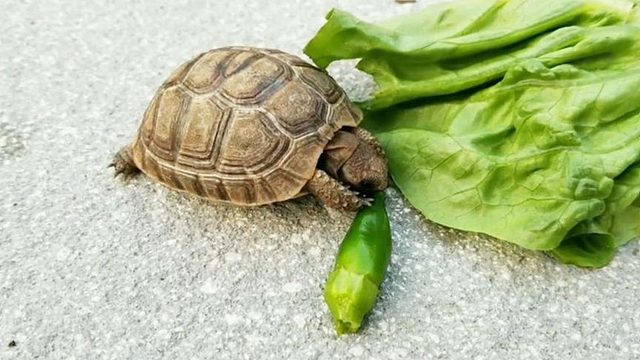 世界最辣的死神辣椒，被乌龟误食之后，瞬间达到“龟生巅峰”