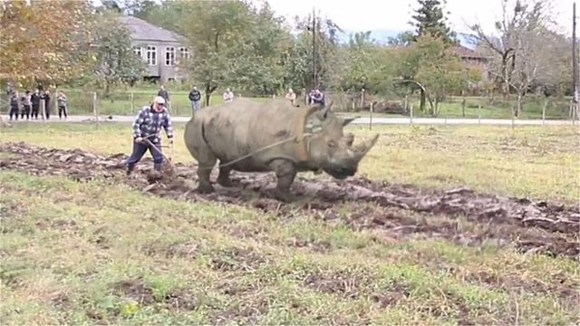 犀牛也是牛，用来耕田没毛病吧？镜头记录下搞笑一幕