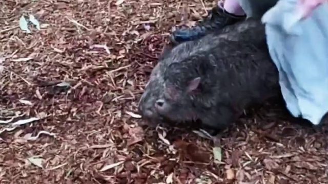 小姐姐收留了一只到处乱晃的袋熊，没想到才过了几天就跑了，原来另有隐情