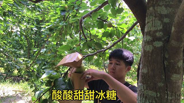 沙梨成熟了，又到泡酸梨的时候了又甜又脆