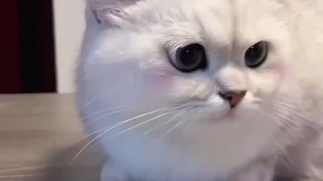 谁说小动物能治愈