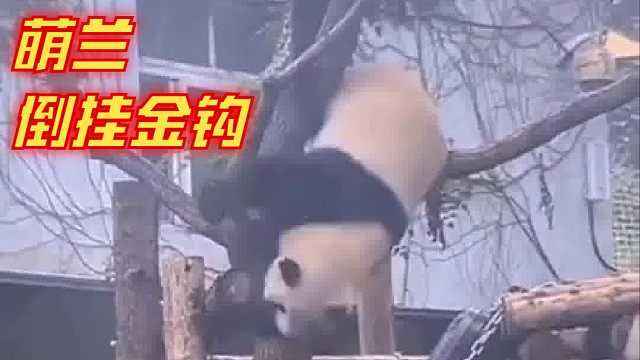 大熊猫萌兰表演倒挂金钩