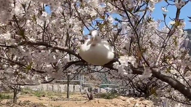 今天的鸭子是樱桃味的