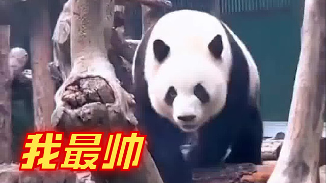 萌兰太可爱了！